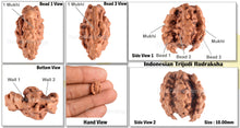 Load image into Gallery viewer, Trijudi Rudraksha from Indonesia Bead No. - 31
