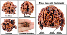 Load image into Gallery viewer, Nepalese Triple Ganesh Rudraksha