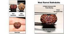 Load image into Gallery viewer, 11 Mukhi Trishul Rudraksha