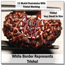 Load image into Gallery viewer, 11 Mukhi Trishul Rudraksha