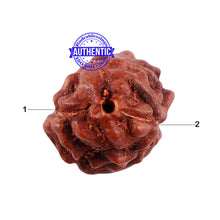 Load image into Gallery viewer, 2 Mukhi Indonesian Rudraksha with Om Marking