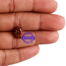 Load image into Gallery viewer, 2 Mukhi Indonesian Rudraksha with Om Marking