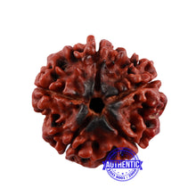 Load image into Gallery viewer, 5 Mukhi Rudraksha with Om Marking