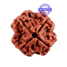 Load image into Gallery viewer, 4 Mukhi Rudraksha with Om Marking - Bead 2