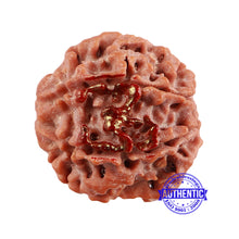 Load image into Gallery viewer, 7 Mukhi Rudraksha with Om Marking