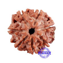 Load image into Gallery viewer, 7 Mukhi Rudraksha with Om Marking