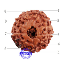 Load image into Gallery viewer, 9 Mukhi Indonesian Rudraksha with Swastik Marking