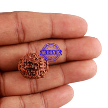 Load image into Gallery viewer, 9 Mukhi Indonesian Rudraksha with Swastik Marking