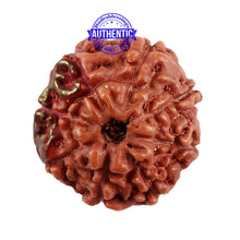 Load image into Gallery viewer, 8 Mukhi Indonesian Rudraksha with 2 Om Marking