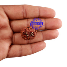 Load image into Gallery viewer, 8 Mukhi Indonesian Rudraksha with 2 Om Marking