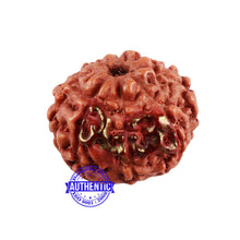 Load image into Gallery viewer, 8 Mukhi Indonesian Rudraksha with 2 Om Marking
