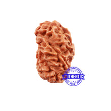 Load image into Gallery viewer, Extremely Rare shaped 7 Mukhi Indonesian Rudraksha