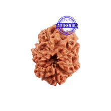 Load image into Gallery viewer, Extremely Rare shaped 7 Mukhi Indonesian Rudraksha
