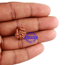 Load image into Gallery viewer, 1 + 3 Mukhi Indonesian Gaurishankar Rudraksha