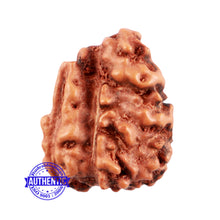 Load image into Gallery viewer, 1 + 3 Mukhi Indonesian Gaurishankar Rudraksha