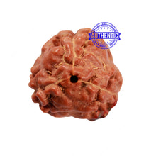 Load image into Gallery viewer, 3 Mukhi Indonesian Rudraksha with Om Marking