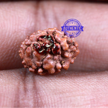 Load image into Gallery viewer, 3 Mukhi Indonesian Rudraksha with Om Marking