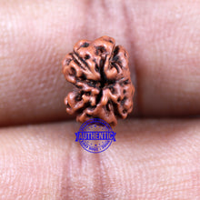 Load image into Gallery viewer, Damru Rudraksha - Bead No. 3