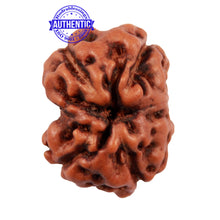 Load image into Gallery viewer, Damru Rudraksha - Bead No. 3