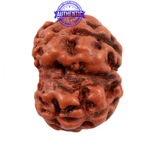 Load image into Gallery viewer, Damru Rudraksha - Bead No. 3