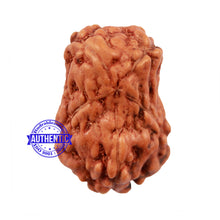 Load image into Gallery viewer, Damru Rudraksha - Bead No. 4