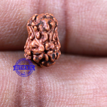Load image into Gallery viewer, Damru Rudraksha - Bead No. 4