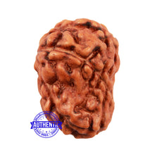Load image into Gallery viewer, Damru Rudraksha - Bead No. 4