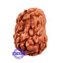 Load image into Gallery viewer, Damru Rudraksha - Bead No. 4