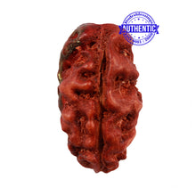 Load image into Gallery viewer, 2 Mukhi Indonesian Rudraksha with Ganesha Marking