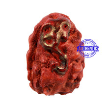 Load image into Gallery viewer, 2 Mukhi Indonesian Rudraksha with Ganesha Marking