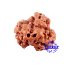 Load image into Gallery viewer, 1 + 2 Mukhi Indonesian Gaurishankar Rudraksha