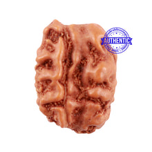 Load image into Gallery viewer, 1 + 2 Mukhi Indonesian Gaurishankar Rudraksha