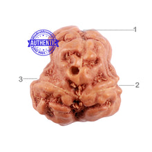 Load image into Gallery viewer, 1 + 2 Mukhi Indonesian Gaurishankar Rudraksha