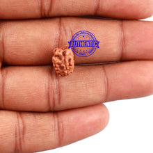 Load image into Gallery viewer, 1 + 2 Mukhi Indonesian Gaurishankar Rudraksha