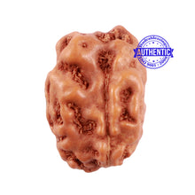 Load image into Gallery viewer, 1 + 2 Mukhi Indonesian Gaurishankar Rudraksha
