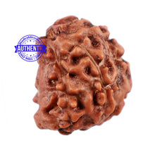 Load image into Gallery viewer, 5 Mukhi Rudraksha with Goddess Durga Marking
