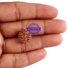 Load image into Gallery viewer, 5 Mukhi Rudraksha with Goddess Durga Marking