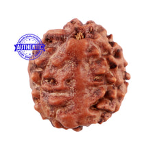 Load image into Gallery viewer, 5 Mukhi Rudraksha with Goddess Durga Marking