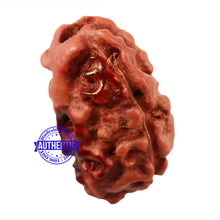 Load image into Gallery viewer, 2 Mukhi Indonesian Rudraksha with 2 Om Marking