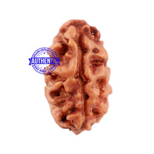 Load image into Gallery viewer, 2 Mukhi Indonesian Rudraksha with Ganesha Marking