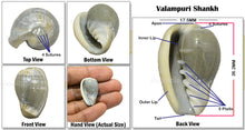 Load image into Gallery viewer, Valampuri Shankh - 7 (small size)