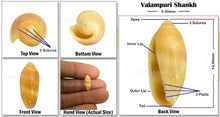 Load image into Gallery viewer, Valampuri Shankh - 1 (Tiny size)