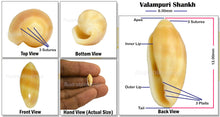 Load image into Gallery viewer, Valampuri Shankh - 2 (Tiny size)