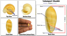 Load image into Gallery viewer, Valampuri Shankh - 4 (Tiny size)