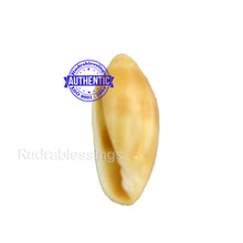 Load image into Gallery viewer, Valampuri Shankh - 2 (Tiny size)