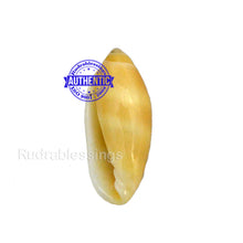 Load image into Gallery viewer, Valampuri Shankh - 3 (Tiny size)