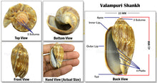 Load image into Gallery viewer, Valampuri Shankh - 8 (small size)