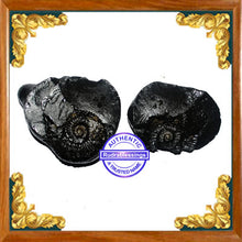 Load image into Gallery viewer, Shaligram - 10