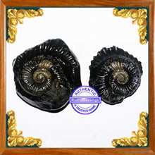Load image into Gallery viewer, Shaligram - 16