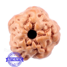 Load image into Gallery viewer, Non Mukhi Rudraksha from Indonesia - Bead No. 4